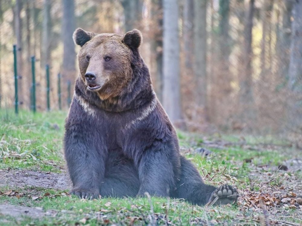 Braunbär im Wild- und Freizeitpark Allensbach